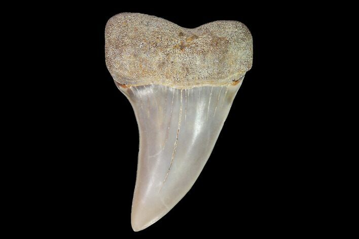 Fossil Shark (Carcharodon planus) Tooth - Sharktooth Hill, CA #94657